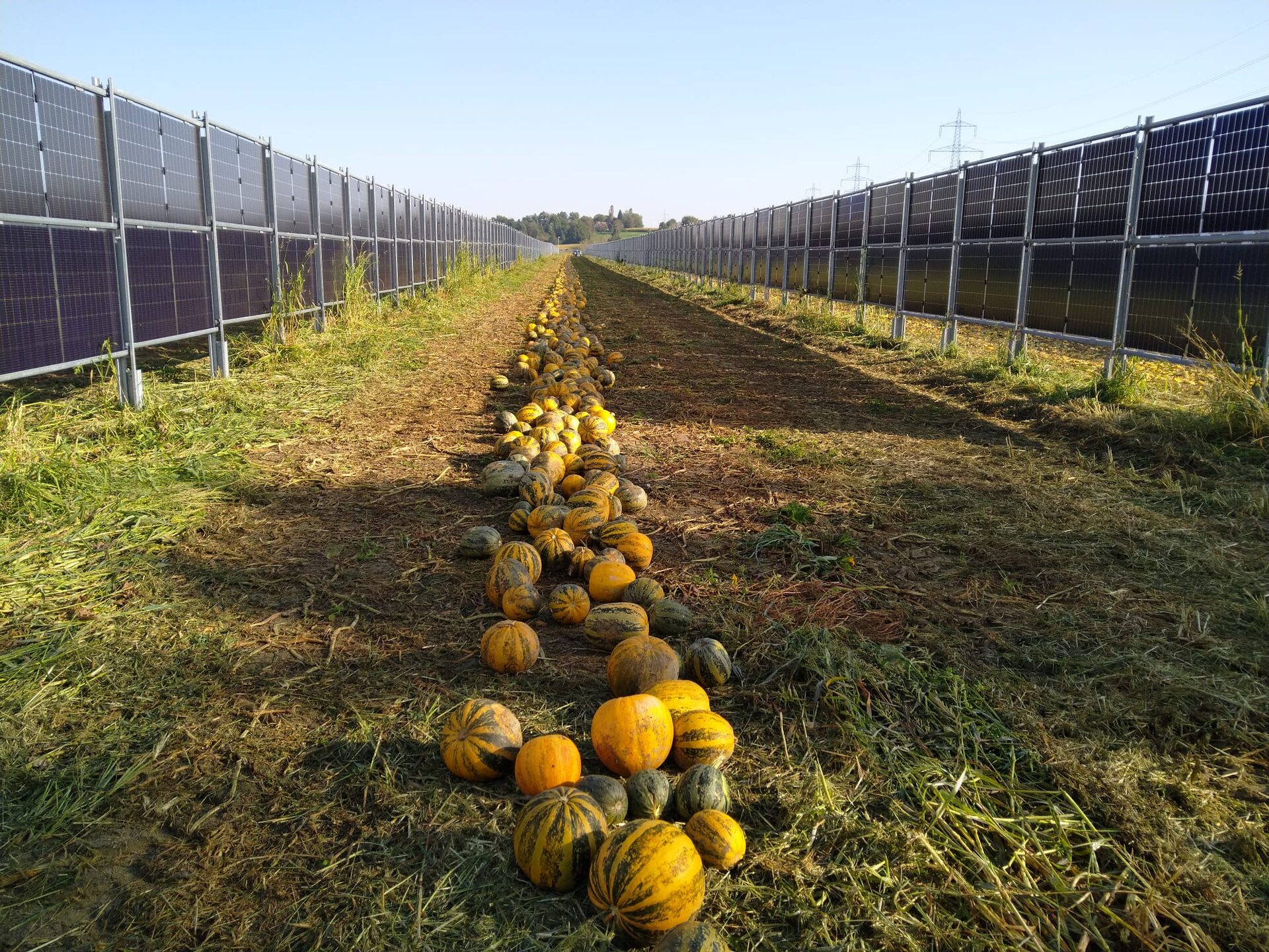 Agri-PV K&uuml;rbisernte, &Ouml;sterreich